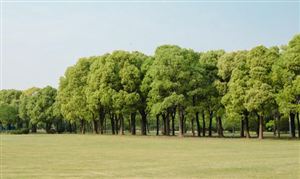 宁夏林业草原“十五五”：生态优先，绿色发展的关键五年