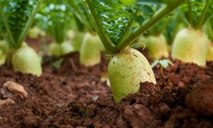 新疆农业行业现状剖析与发展趋势洞察