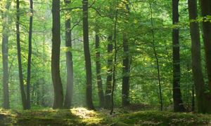 黑龙江林业草原保护行业现状洞察与发展趋势研判