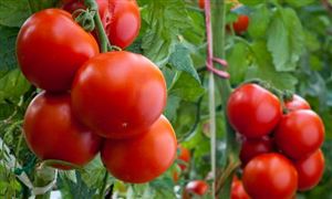 2025中国番茄红素市场规划研究及潜力分析