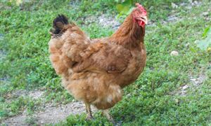 2026年鲜鸡肉行业发展趋势及投资风险研究