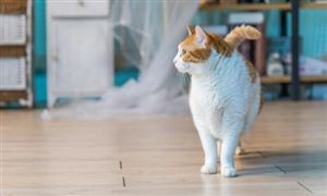 2026年宠物寄养行业发展现状分析及市场前景与趋势展望