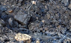 2026年动力煤行业市场深度调研及发展前景预测