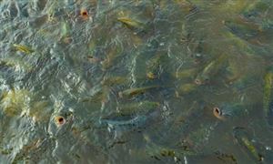 2026水产饲料产业：规模扩张与结构优化并行