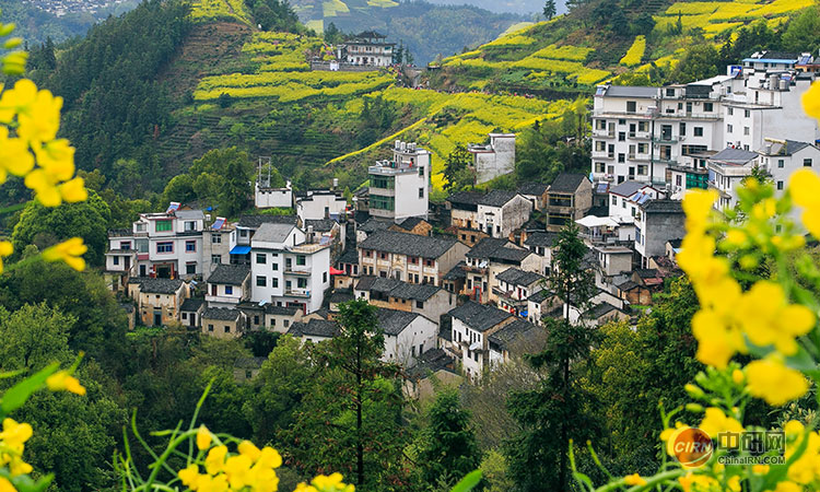 少妇性BBB搡BBB爽爽爽欧美