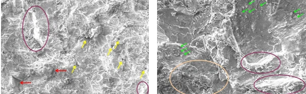 少妇性BBB搡BBB爽爽爽欧美