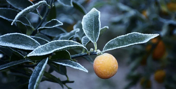 少妇性BBB搡BBB爽爽爽欧美