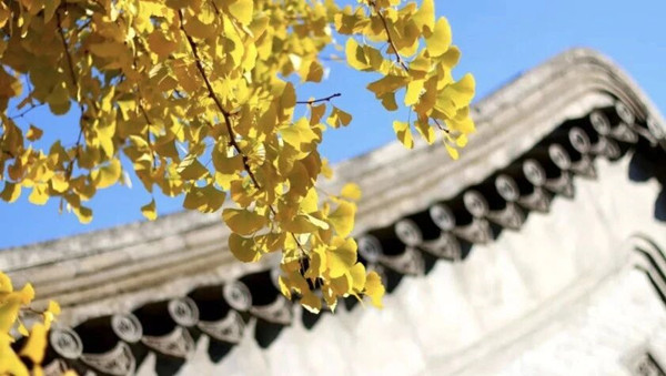 少妇性BBB搡BBB爽爽爽欧美