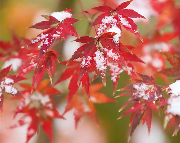 少妇性BBB搡BBB爽爽爽欧美