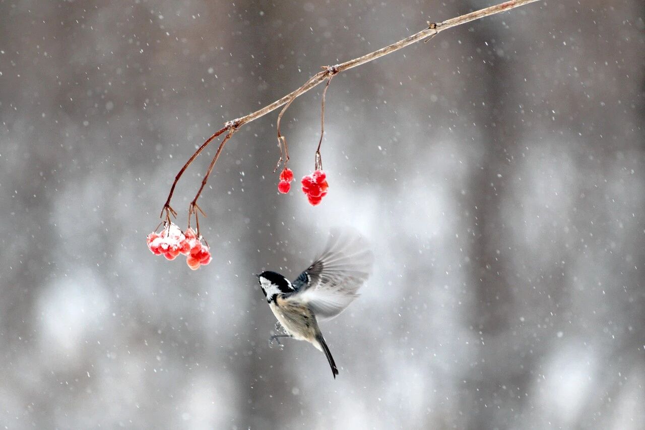 少妇性BBB搡BBB爽爽爽欧美