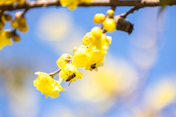 少妇性BBB搡BBB爽爽爽欧美