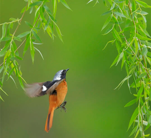 少妇性BBB搡BBB爽爽爽欧美