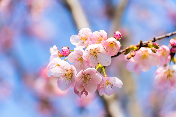 少妇性BBB搡BBB爽爽爽欧美