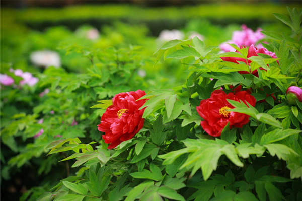 少妇性BBB搡BBB爽爽爽欧美